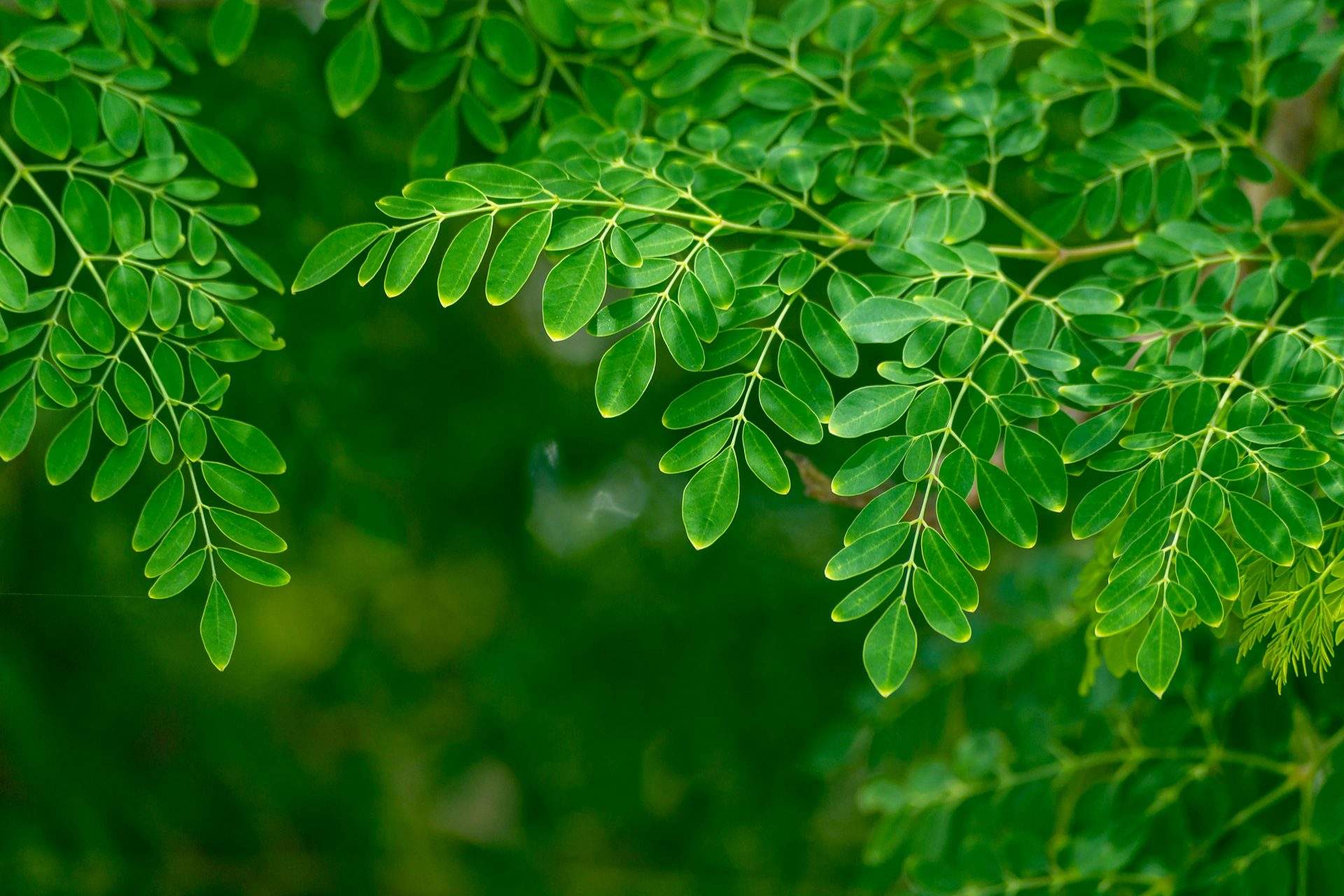 Feuilles de moringa fraîches